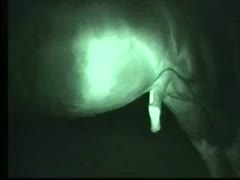 A man with a zoophilia fetish recorded a late-night film of a horse being given a hard schlong.